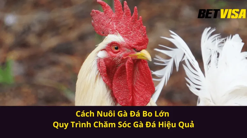Cách nuôi gà đá bo lớn
