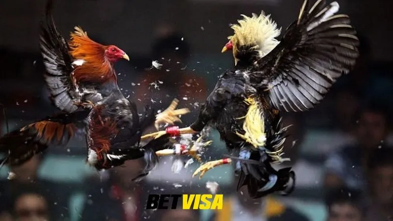 Giới thiệu chương trình khuyến mãi dành cho anh em bet thủ