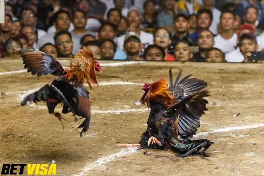 Sảnh SV388 Betvisa - Tham Gia Đá Gà Nhận Thưởng Khủng